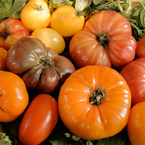 A Tomato of a Different Color | Chicago Botanic Garden