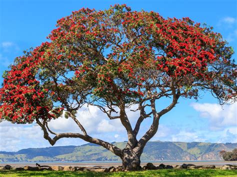 What Is A Pohutukawa Tree: New Zealand Christmas Tree Care