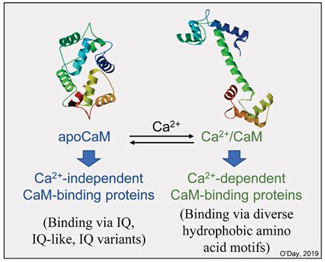 Apo-calmodulin and calcium-bound calmodulin use different motifs to ...