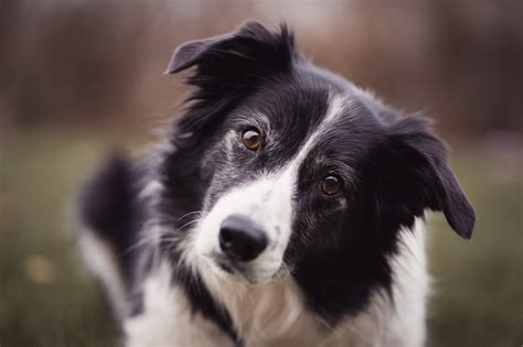 5 Border Collie Cross Kelpie Facts - PetsForHomes