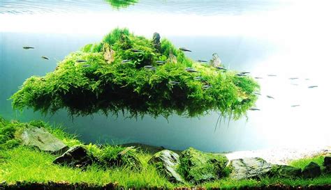 Aqua Plants Care Planted Fish Tank | Aqua Plants Care