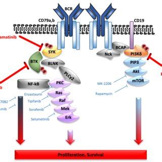 Four potential ways of B cell receptor activation in the pathogenesis ...