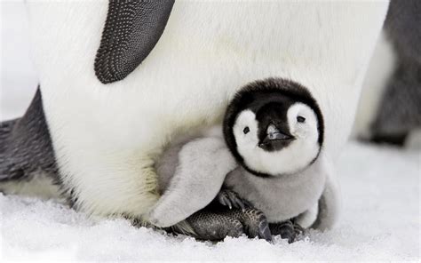 Baby Penguins Wallpaper