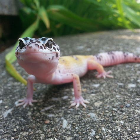 baby leo Lepord Gecko, Leopard Gecko Cute, Cute Gecko, Cute Lizard ...