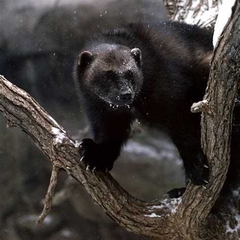 Top 157+ What does a wolverine animal look like - Merkantilaklubben.org