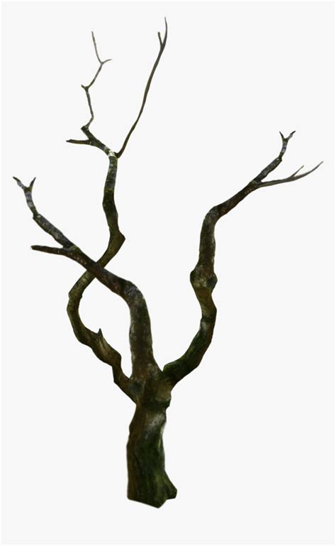 #treetrunk #tree #oldtree #spooky - Wood, HD Png Download - kindpng