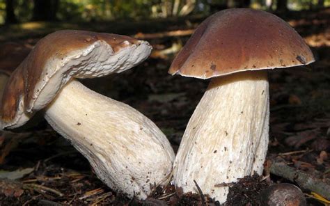 What is pine mushroom? Health benefits and how to use pine mushrooms