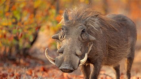 Warthog | San Diego Zoo Animals & Plants