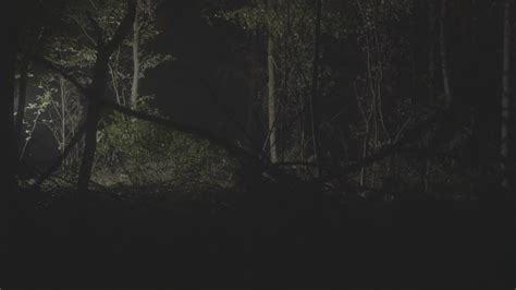 Dramatic Scary Forest At Night Shot In V-log Stock Footage SBV ...