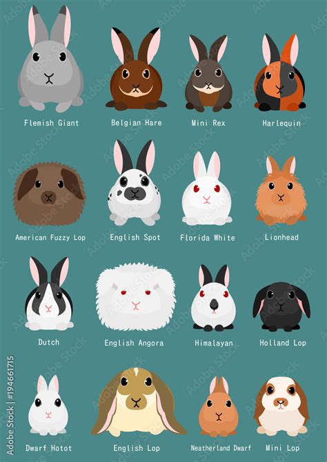 rabbits breeds chart Stock Vector | Adobe Stock