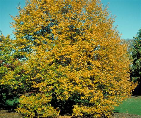 Ostrya virginiana | Tyler Arboretum