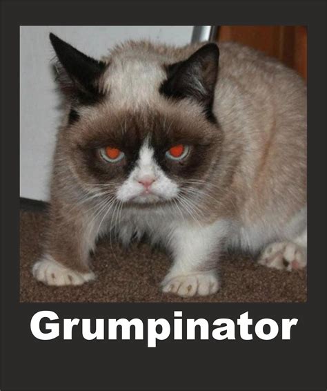 [Image - 547715] | Grumpy Cat | Know Your Meme