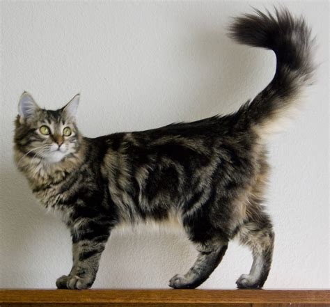 Maine Coon Cat – Purrfect Cat Breeds