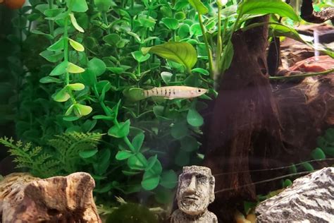 Golden Wonder Killifish: Care, Diet, Breeding & more