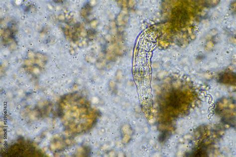 soil microbes organisms in a soil and compost sample, testate amoebae ...