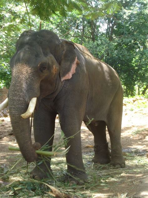 Guruvayoor Temple's Elephant Sanctuary | Punnathurkotta or P… | Flickr