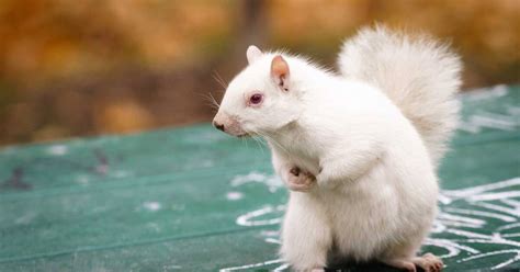 Toronto's famous white squirrel isn't going extinct