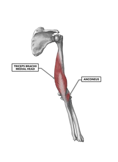 CrossFit | Elbow Musculature, Part 2: Posterior Extensors