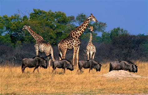 Zimbabwe Wildlife Photos – Award winning images & pictures!