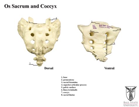 [DIAGRAM] Pelvis Diagram Coccyx - MYDIAGRAM.ONLINE