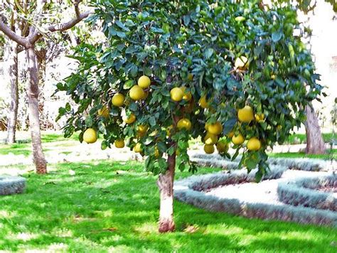 Pomelo Tree - Sere Fruit