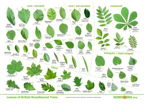 Tree Identification Chart