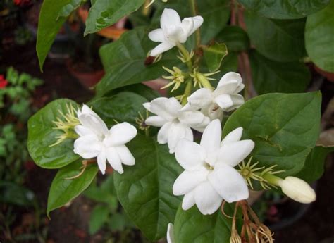 Jasmine Plant - How to Grow Indoor Care Guide | Houseplant 411 ...