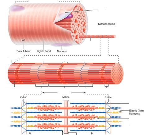 Microscopic myofibril & sarcomere Diagram | Quizlet