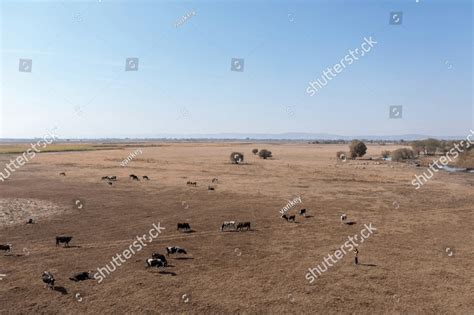 Aerial photo of herd of cattle grazing in grass field. The photographer ...