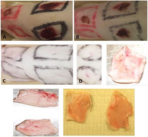 Pathology of M. ulcerans infection 24h, 48h, and 7d p.i. A) Abraded ...