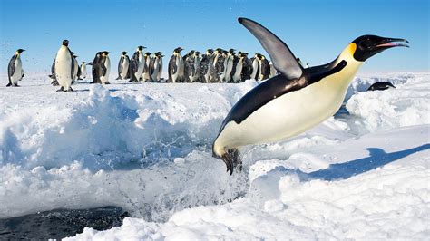 Penguin 4k Ultra HD Wallpaper and Hintergrund | 3840x2160 | ID:479489