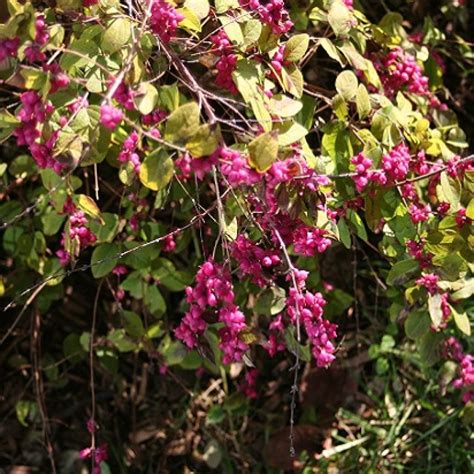 Symphoricarpos orbiculatusCoralberry – DROPSEED