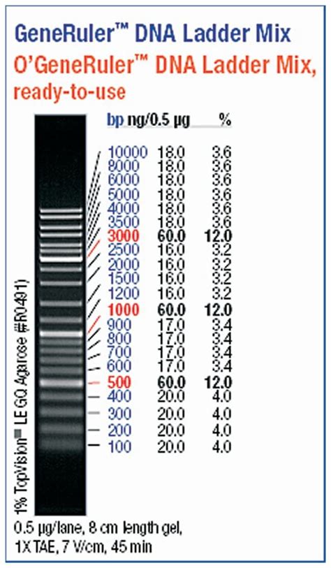 Thermo Scientific O'GeneRuler DNA Ladder Mix, Ready-to-Use 100-10,000 ...