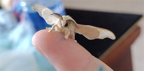 Cute Silk Moth