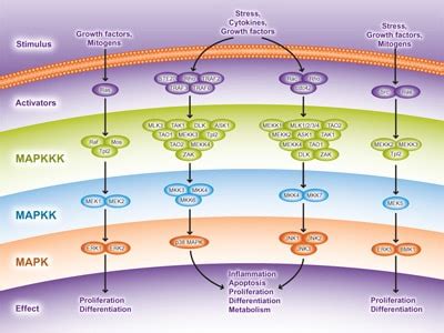 Sar Mapk Pathway