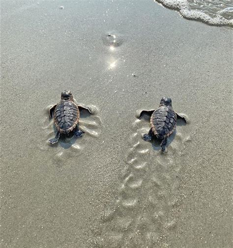 Final sea turtle hatchlings head to the ocean in October - Hilton Head Sun