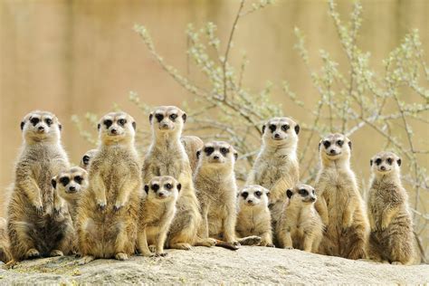 A perfect habitat for Meerkats - Automotive - Technical articles - TI ...