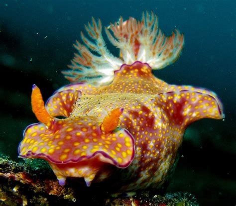 Beautiful Sea Slugs Can Help Us Track Climate Change