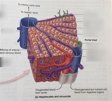 5 Anatomy And Functional Histology Of The Liver Medicine