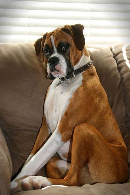 14 Facts About Boxer Dogs You Probably Didn't Know | Page 2 of 3 | PetPress