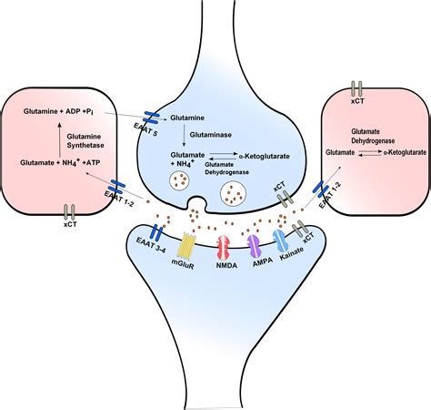 Glutamate - Lowering The LoadConners Clinic | Alternative Cancer Coaching