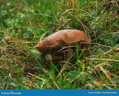 Red Cracking Bolete in Forest. Small Mushroom Cracks on Cap, Tubes ...