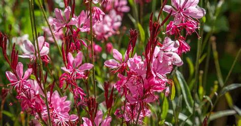 Butterfly Flower Gaura Lindheimeri