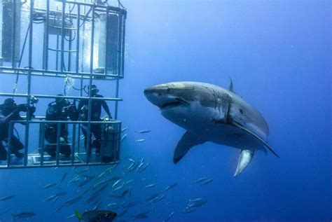 Shark Cage Diving Adventure, Kleinbaai | kimkim