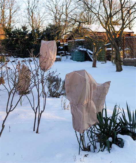 Winterizing roses: how to help your plants in cold weather | Gardeningetc