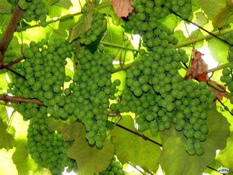 Uvas verdes | juantiagues | Flickr