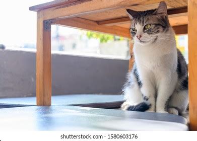 Cat Under Table Images, Stock Photos & Vectors | Shutterstock