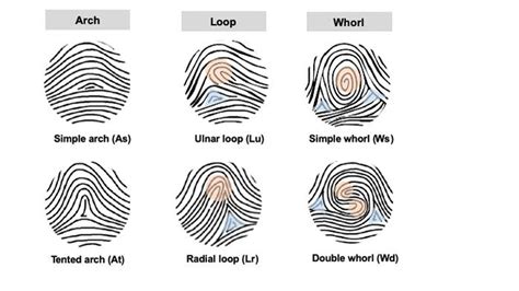 Fingerprint Patterns Influenced by the Same Genes As Limb Development ...