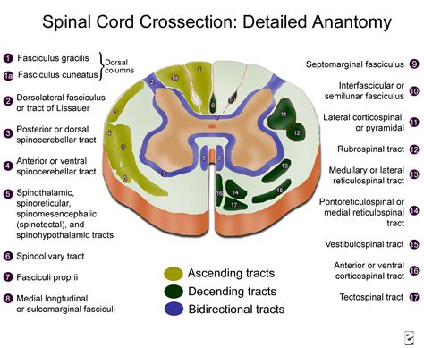 r@diOlogY dE aruN: Spinal Cord Cross sectional Anatomy