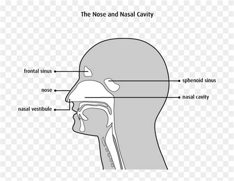 Nose And Nasal Cavity Diagram : Sinuses Nose Human Anatomy Sinus ...